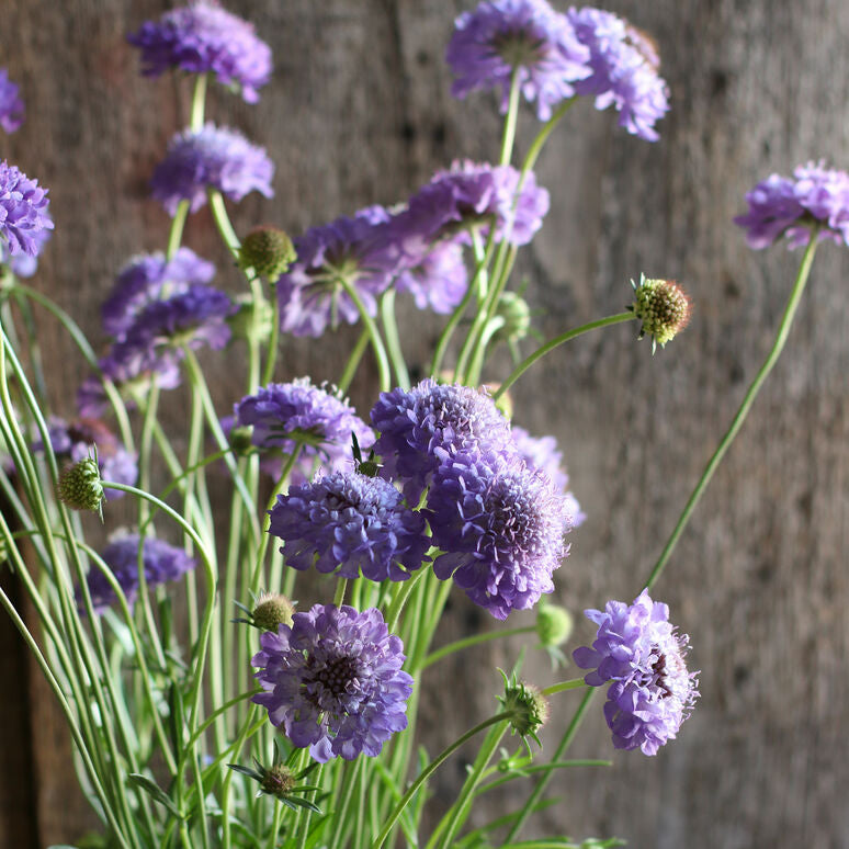 Scabiosa Oxford Blue Flower | X 40 Seeds