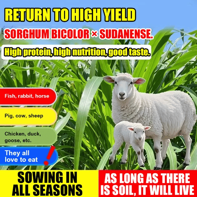 🎁Hybrid Sorghum-Sudan Grass King✅High-Yielding Forage Seed⏰Last Day 50% Off