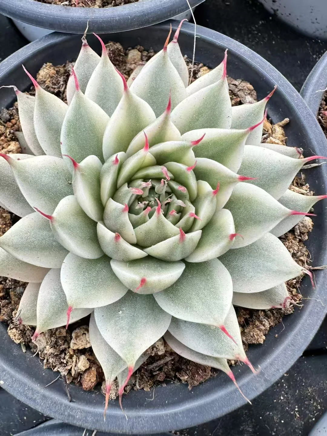 plant Aeonium Echeveria Haworthia  Caudex  Lithops Cactus  Agave 