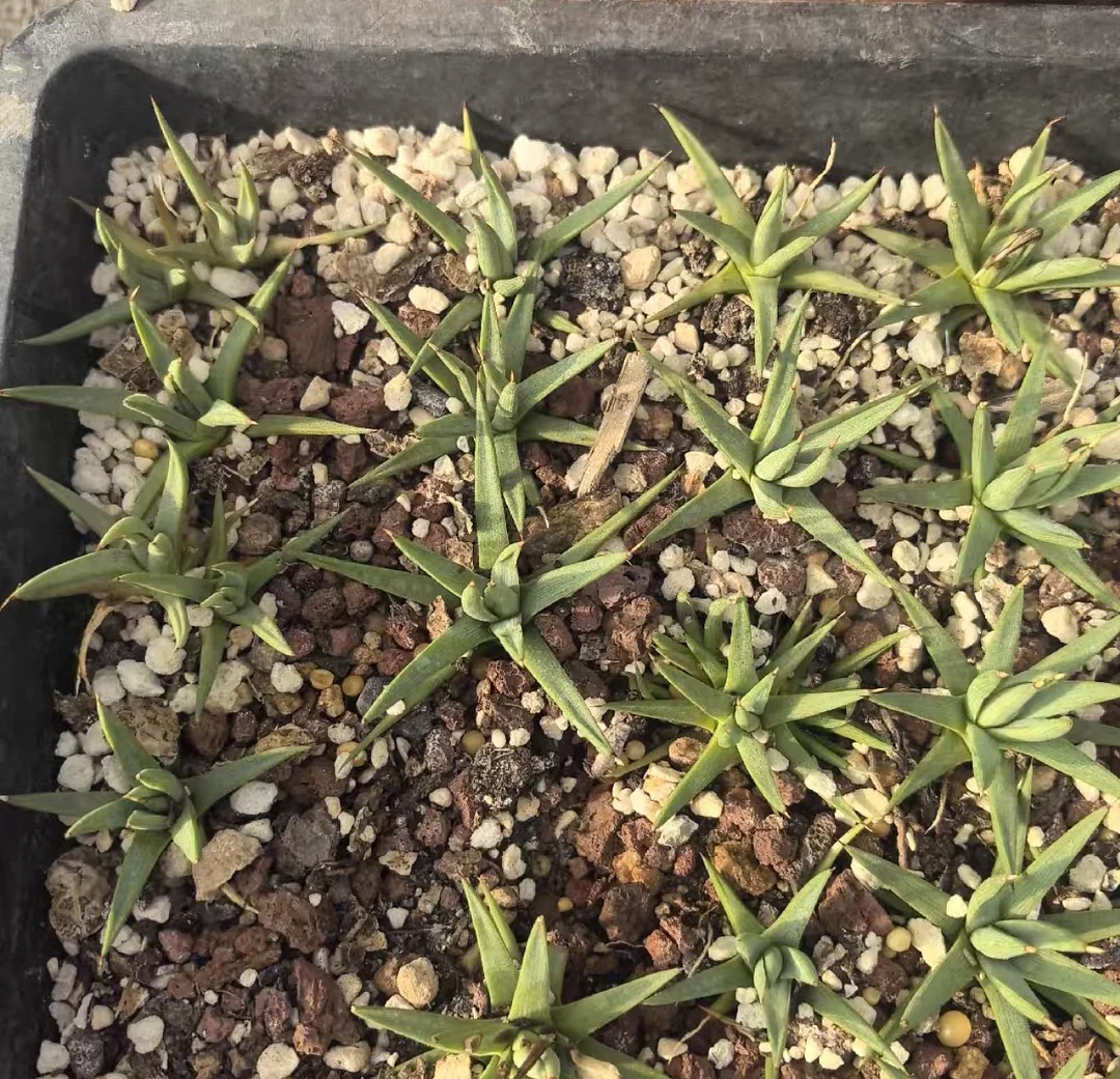 plant Aeonium Echeveria Haworthia  Caudex  Lithops Cactus  Agave 