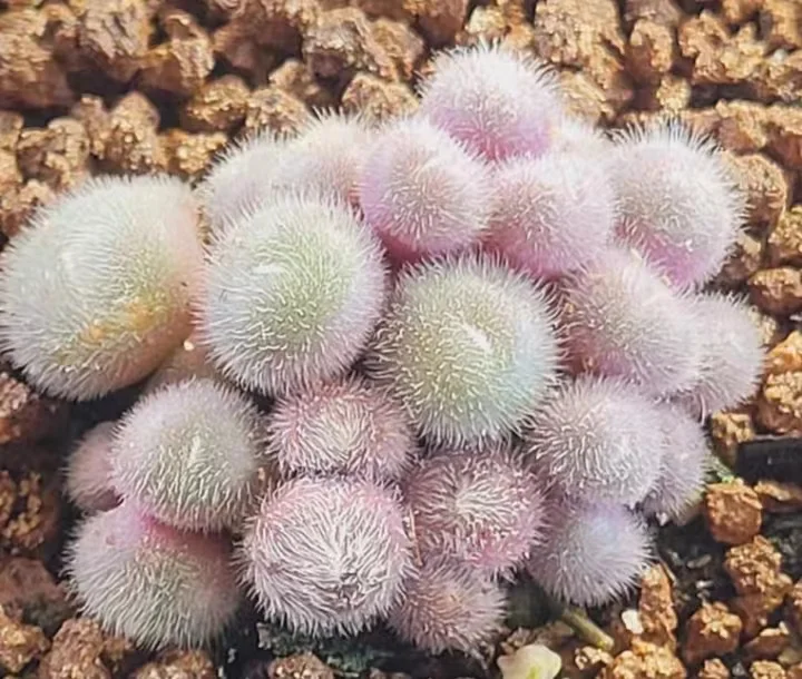 plant Aeonium Echeveria Haworthia  Caudex  Lithops Cactus  Agave 