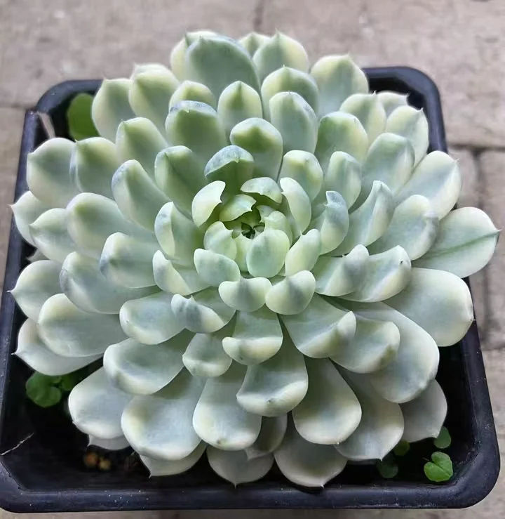 plant Aeonium Echeveria Haworthia  Caudex  Lithops Cactus  Agave 