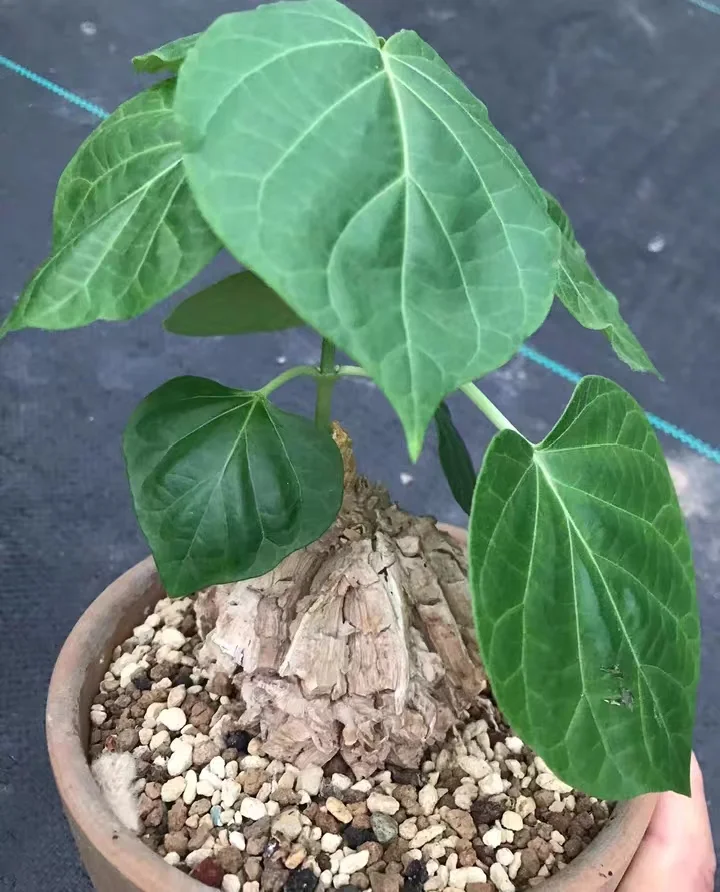 plant Aeonium Echeveria Haworthia  Caudex  Lithops Cactus  Agave 