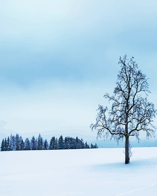 

Tree Surrounded By Snow – Paint By Numbers - 40*50CM, 501 Original