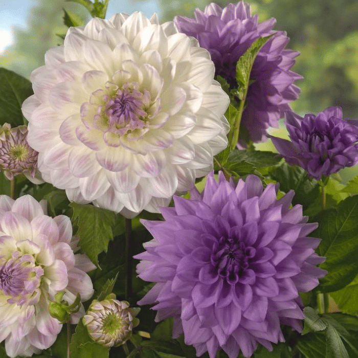 Dahlia 'Sarasota Joy' Seeds Jonyparkseed®