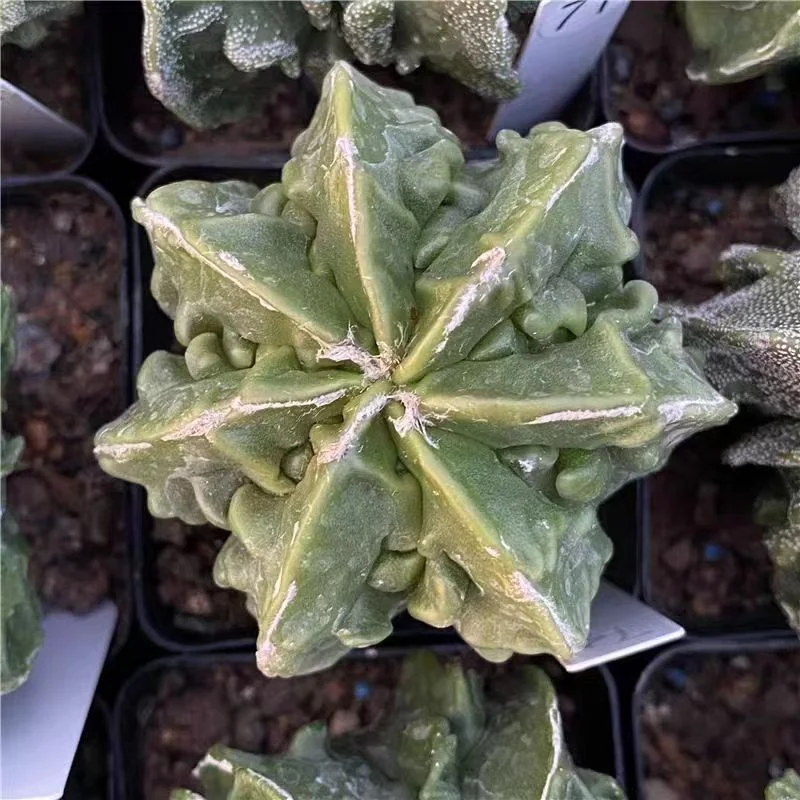 plant Aeonium Echeveria Haworthia  Caudex  Lithops Cactus  Agave 