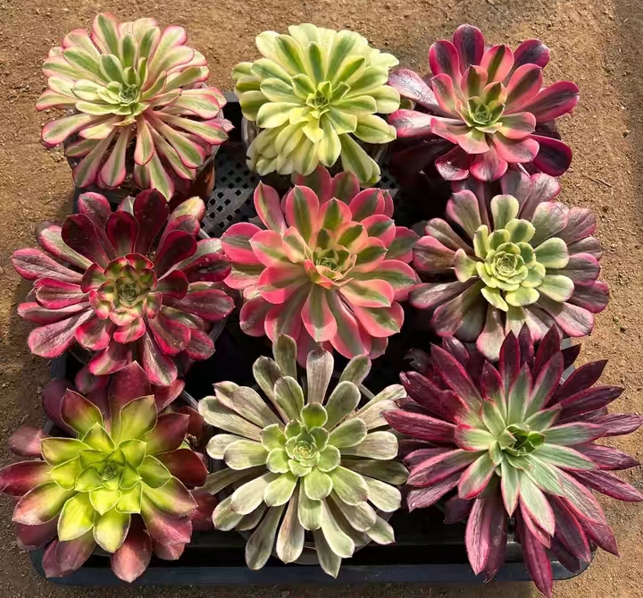 1138. Aeonium cutting blind box 30 cutting/ Aeonium plants/Succulent plants / Garden landscape / Carefully select healthy plants