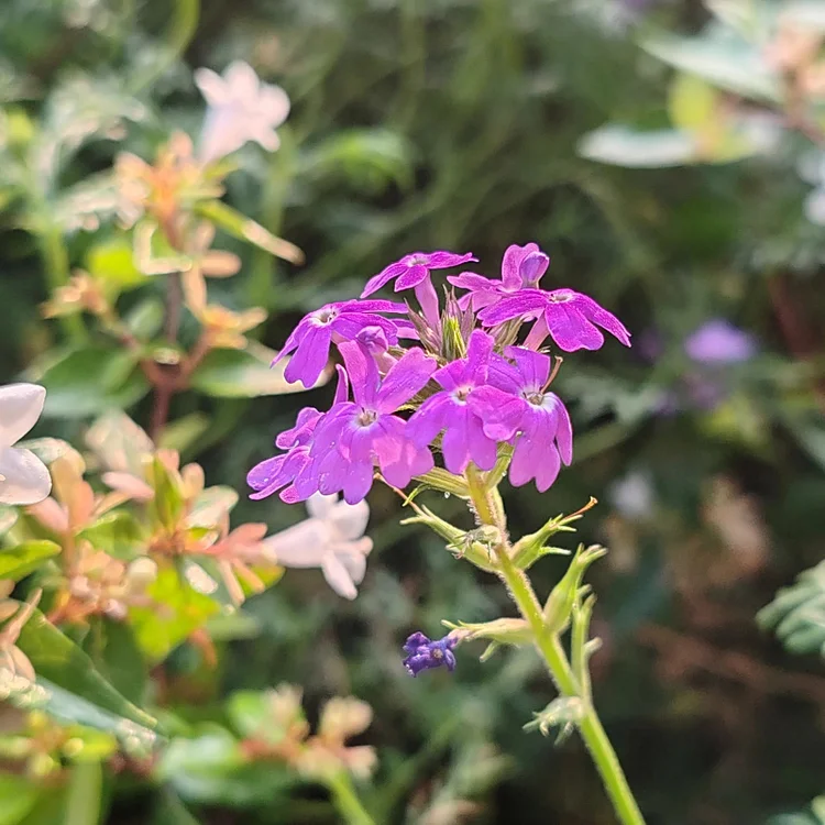 Spring New😍Moss Verbena(South American Mock Vervain)
