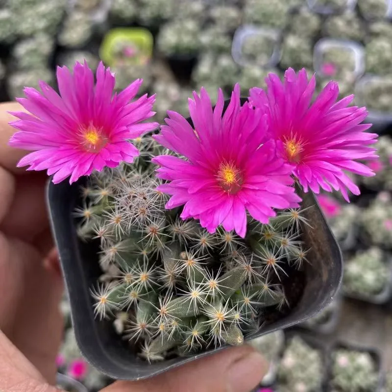 plant Aeonium Echeveria Haworthia  Caudex  Lithops Cactus  Agave 