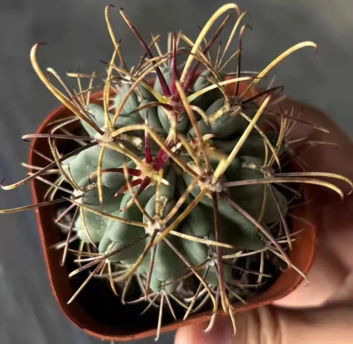 plant Aeonium Echeveria Haworthia  Caudex  Lithops Cactus  Agave 