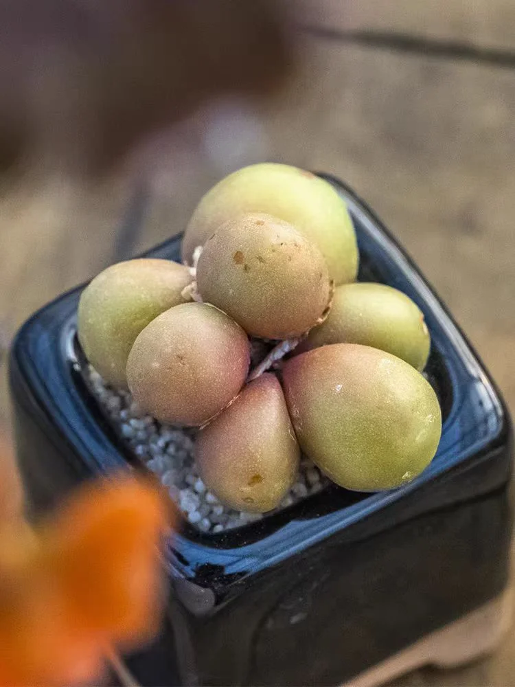 plant Aeonium Echeveria Haworthia  Caudex  Lithops Cactus  Agave 