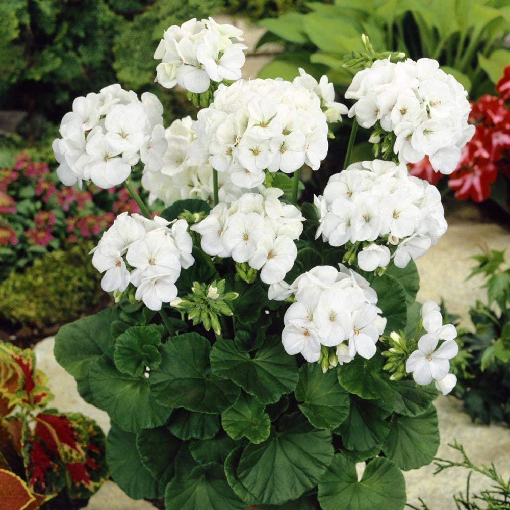 Geranium Pinto Premium White F1 Seed