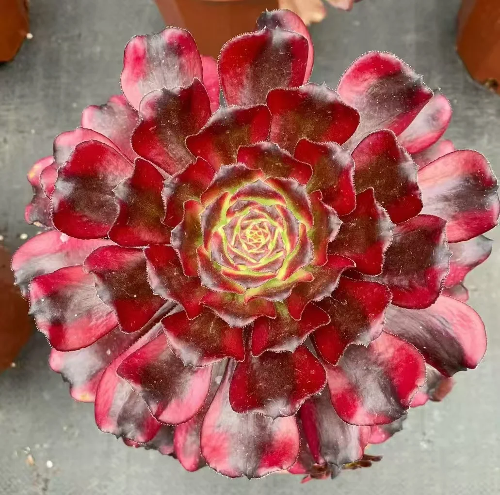 plant Aeonium Echeveria Haworthia  Caudex  Lithops Cactus  Agave 