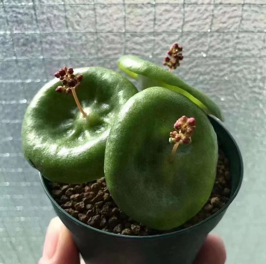 plant Aeonium Echeveria Haworthia  Caudex  Lithops Cactus  Agave 