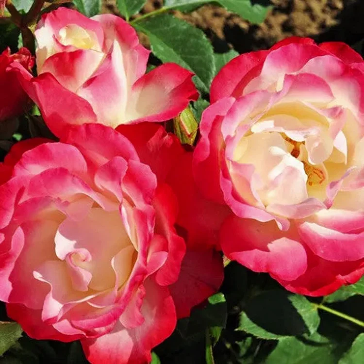 Carmagnole Rosensamen: Ein Hauch von Eleganz und Romantik in Ihrem Garten! 🌹