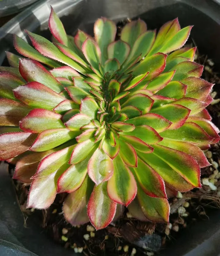 32. Lin Lang crested cutting  / Aeonium crested/ Aeonium plants / Garden landscape / Carefully select healthy plants