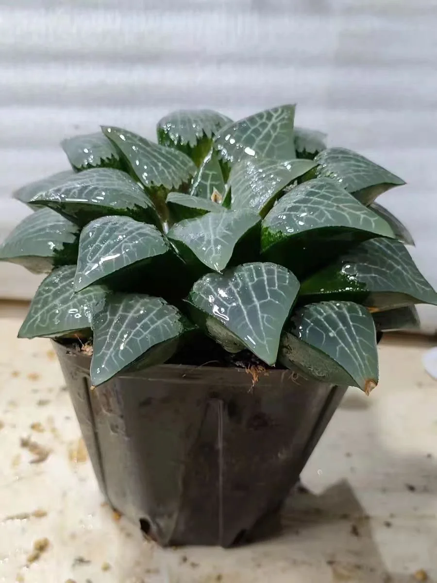 plant Aeonium Echeveria Haworthia  Caudex  Lithops Cactus  Agave 