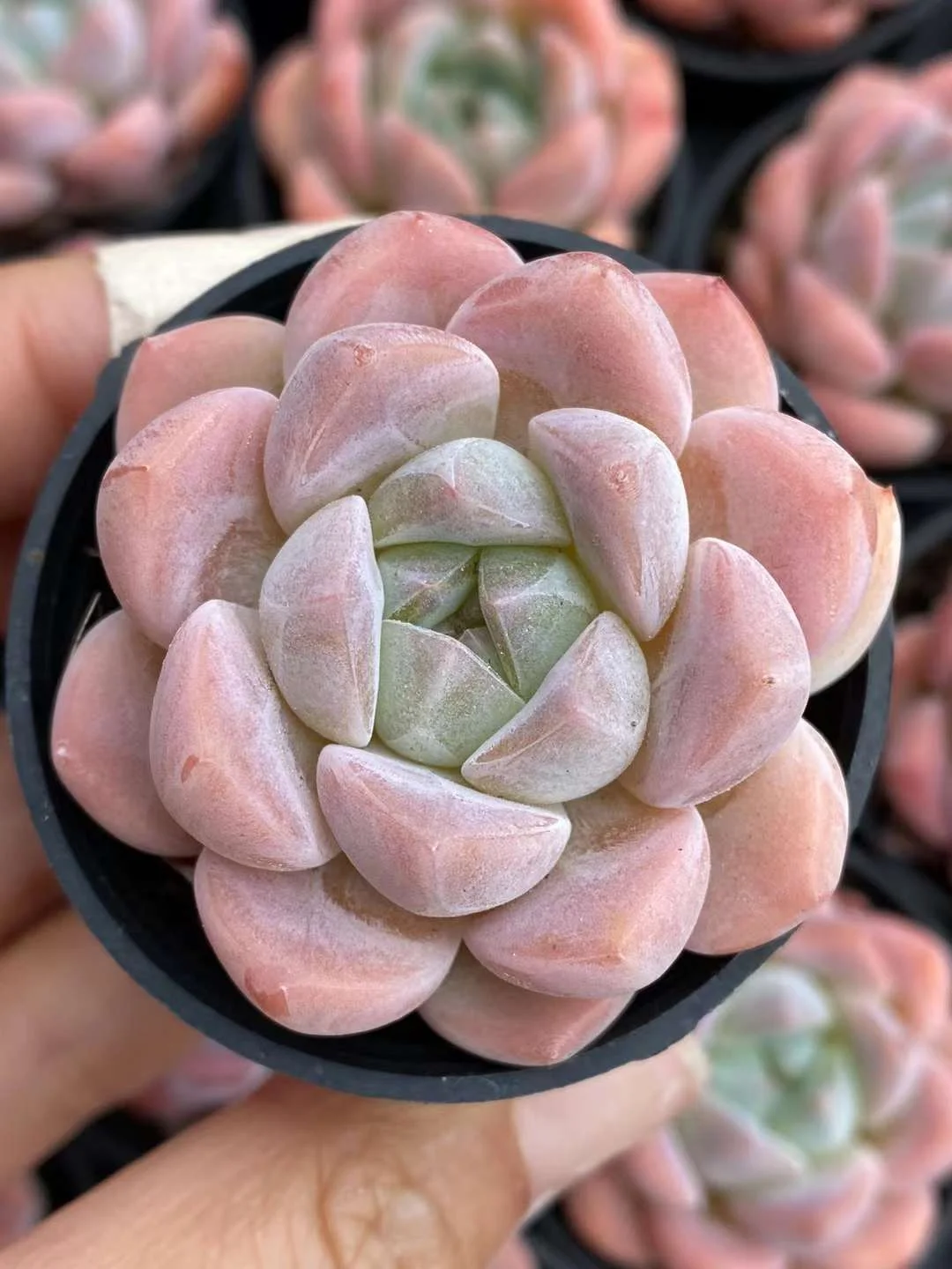 plant Aeonium Echeveria Haworthia  Caudex  Lithops Cactus  Agave 