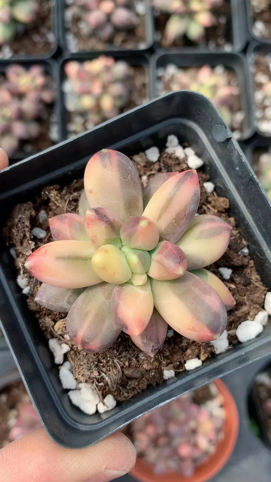 plant Aeonium Echeveria Haworthia  Caudex  Lithops Cactus  Agave 