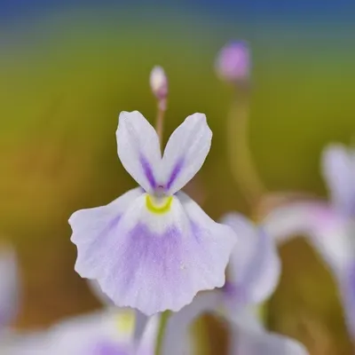 Utricularia sandersonii Seeds
