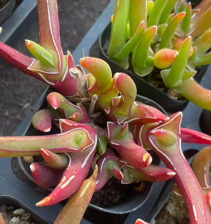 plant Aeonium Echeveria Haworthia  Caudex  Lithops Cactus  Agave 