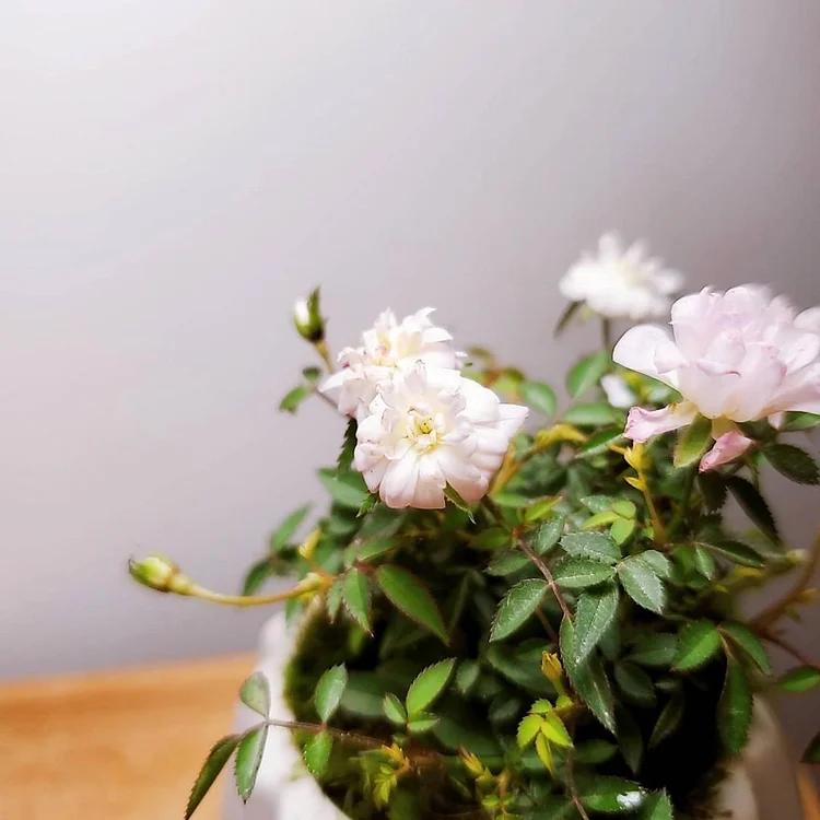 Rosa Chinensis Minima (Miniature Rose) Seeds