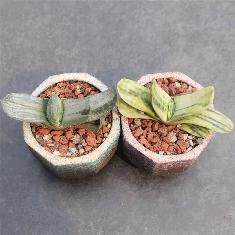 plant Aeonium Echeveria Haworthia  Caudex  Lithops Cactus  Agave 