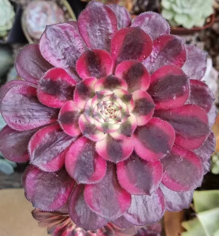 plant Aeonium Echeveria Haworthia  Caudex  Lithops Cactus  Agave 