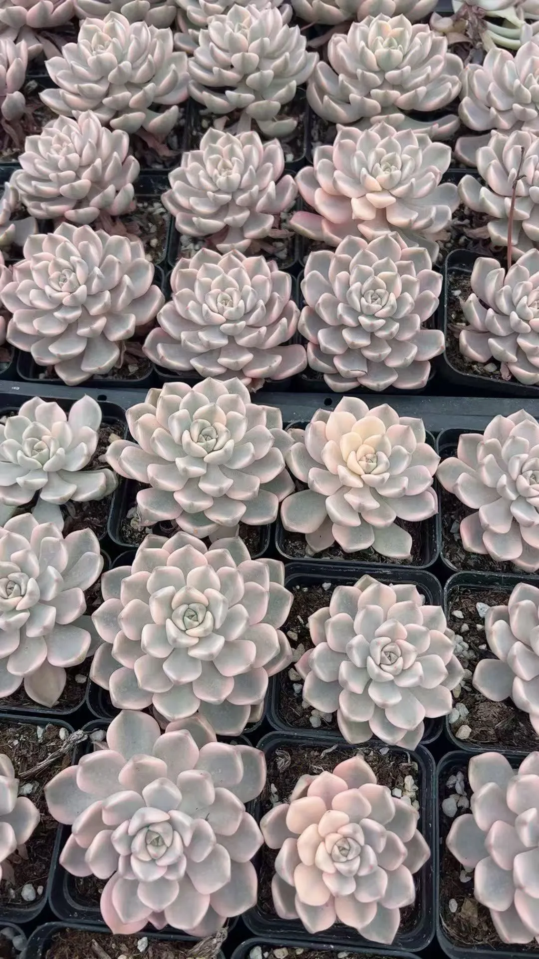 plant Aeonium Echeveria Haworthia  Caudex  Lithops Cactus  Agave 