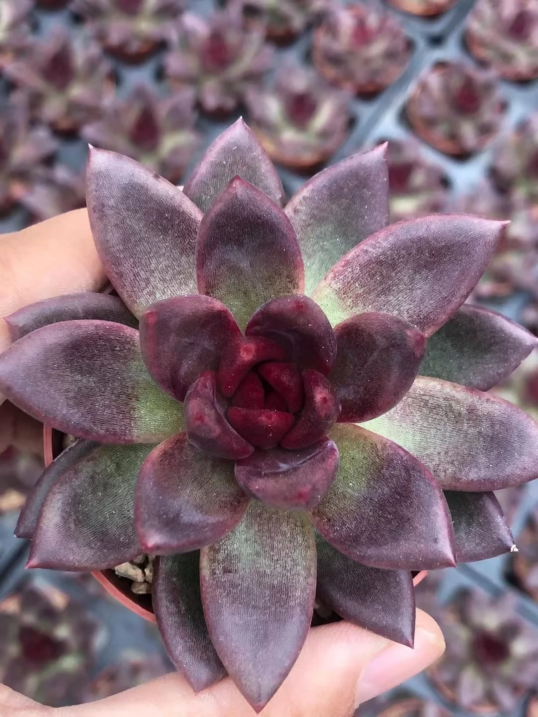 plant Aeonium Echeveria Haworthia  Caudex  Lithops Cactus  Agave 