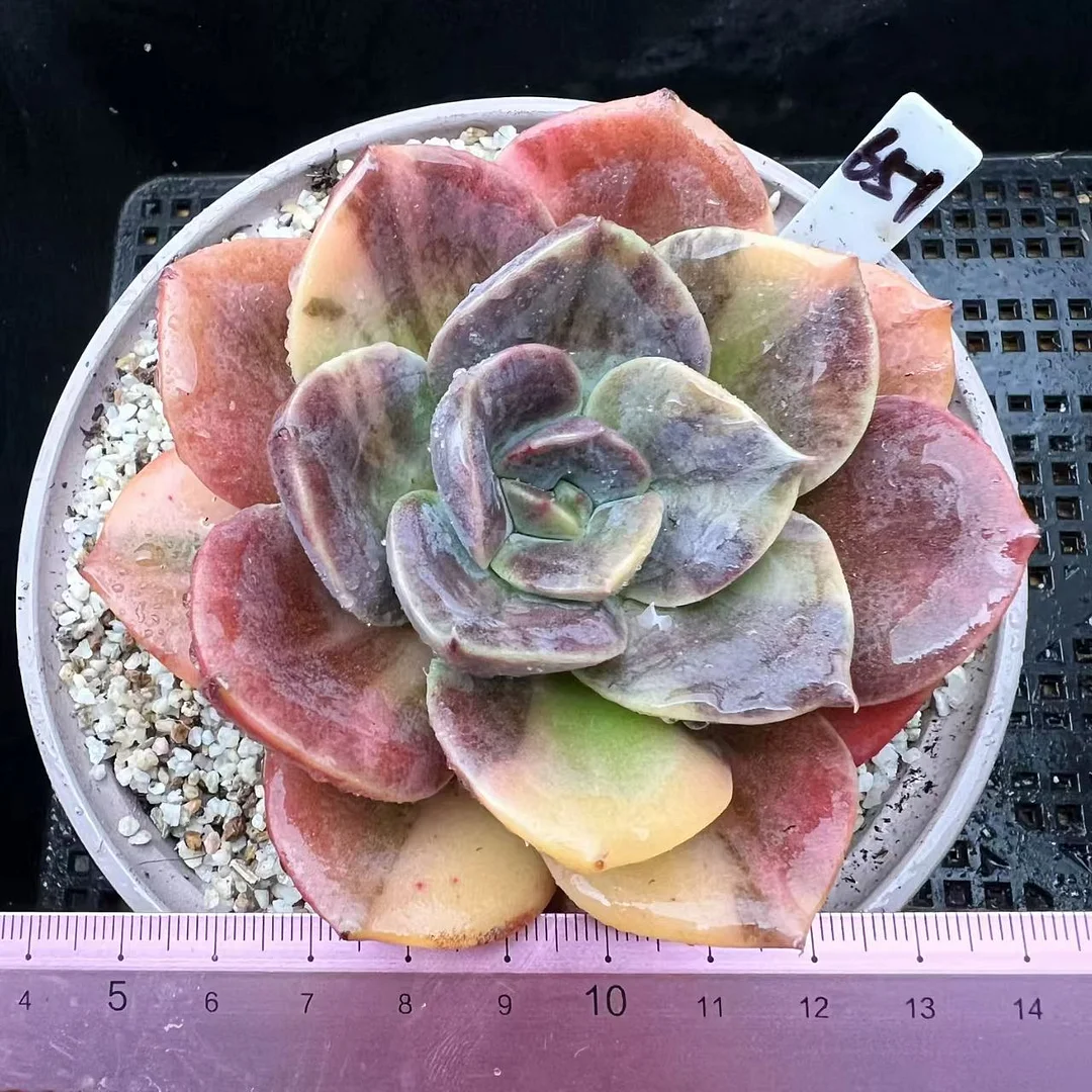 plant Aeonium Echeveria Haworthia  Caudex  Lithops Cactus  Agave 