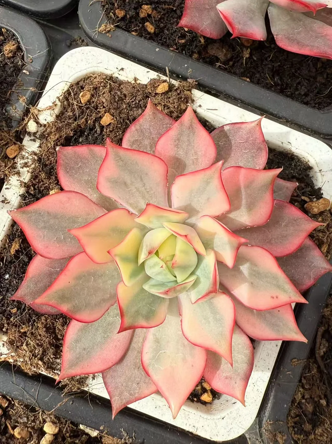 plant Aeonium Echeveria Haworthia  Caudex  Lithops Cactus  Agave 