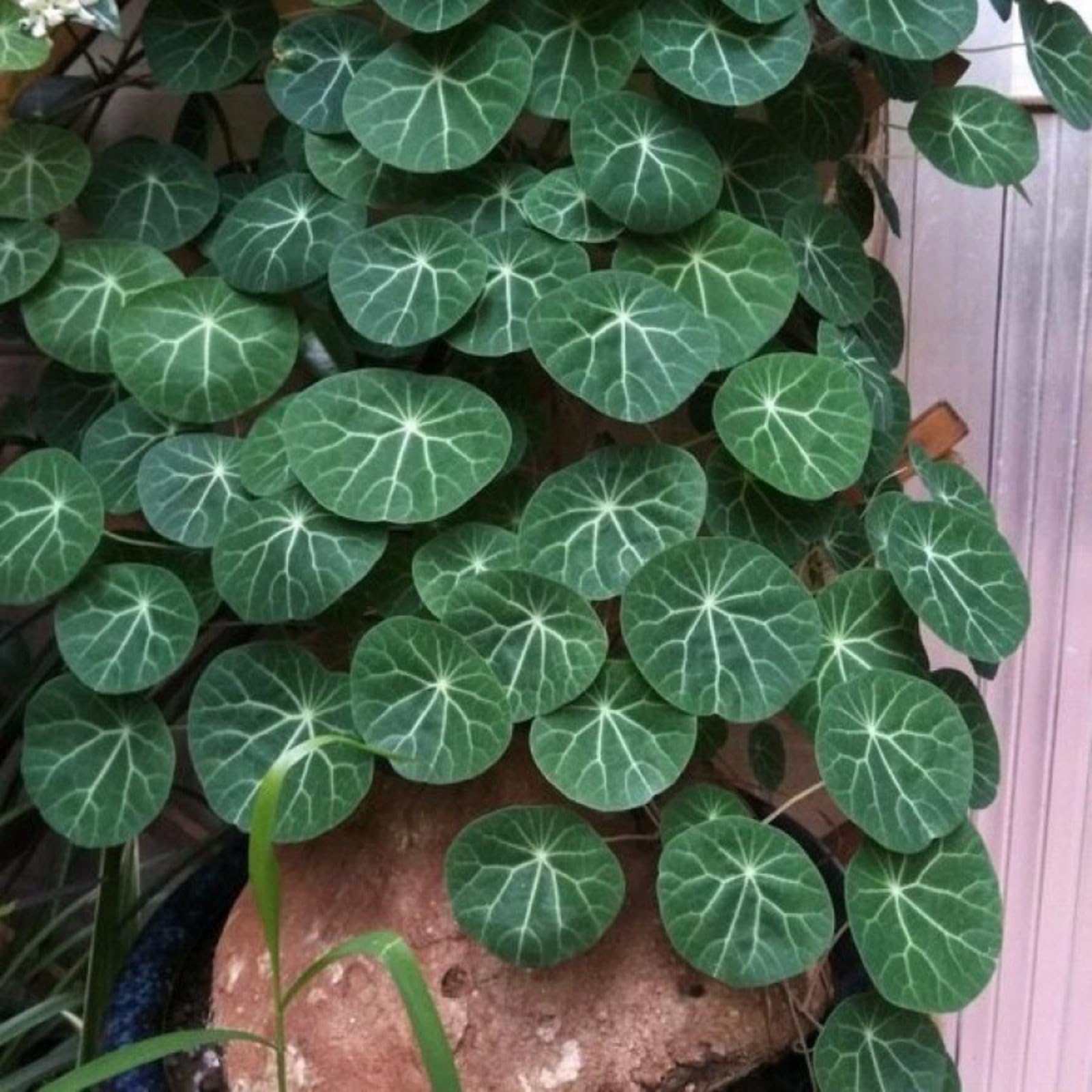 Stephania erecta Bulbs.Strong Plants That Grow Well/Mix Golden Jade Carving  Feels Beautiful-3bulbs-E : Amazon.co.uk: Garden