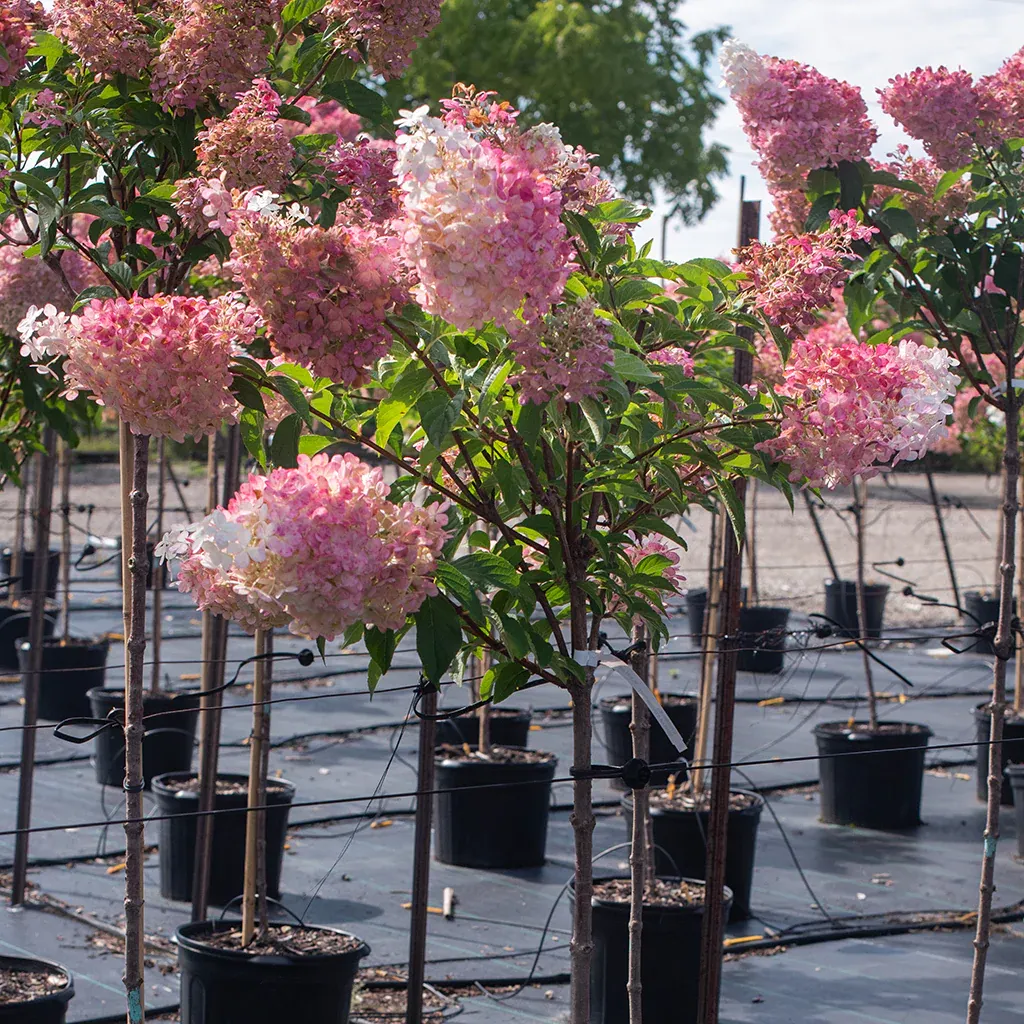 Strawberry Sundae Hydrangea