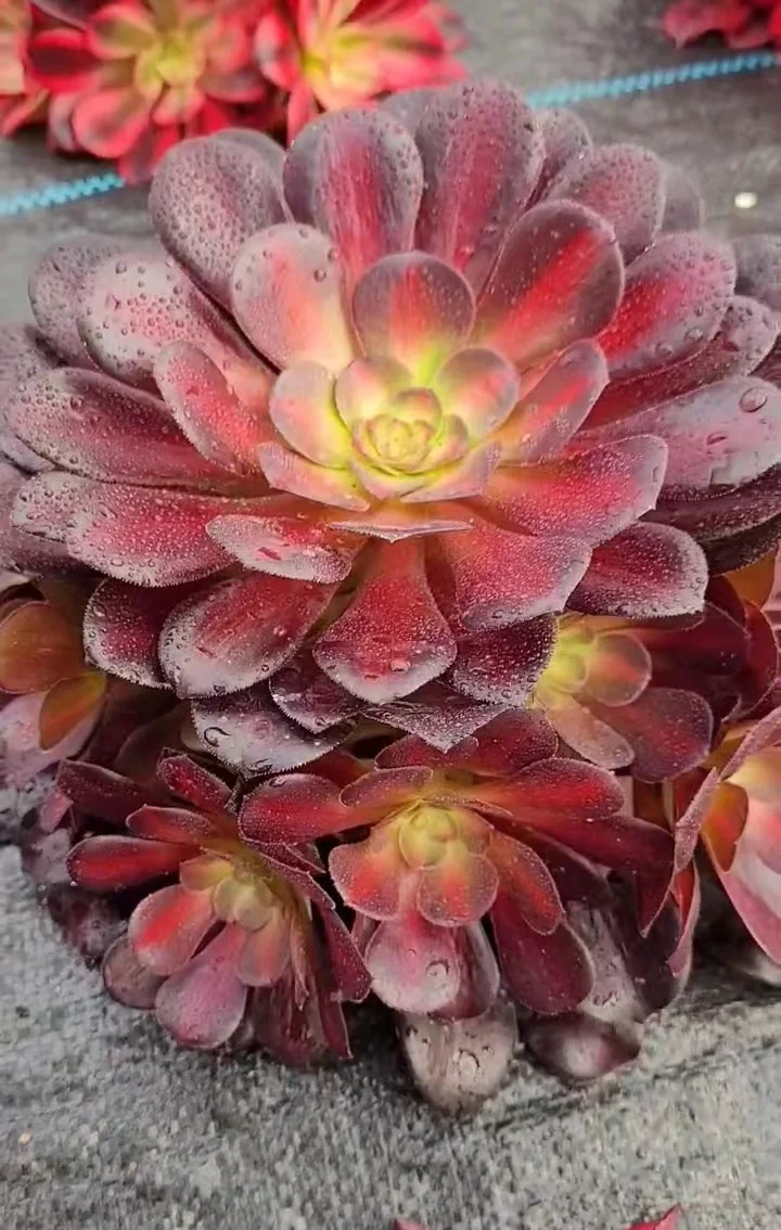 plant Aeonium Echeveria Haworthia  Caudex  Lithops Cactus  Agave 