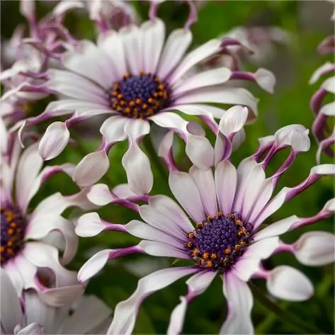 Blue Eye Chrysanthemum - White Peony ⏳Long-lasting Blooms