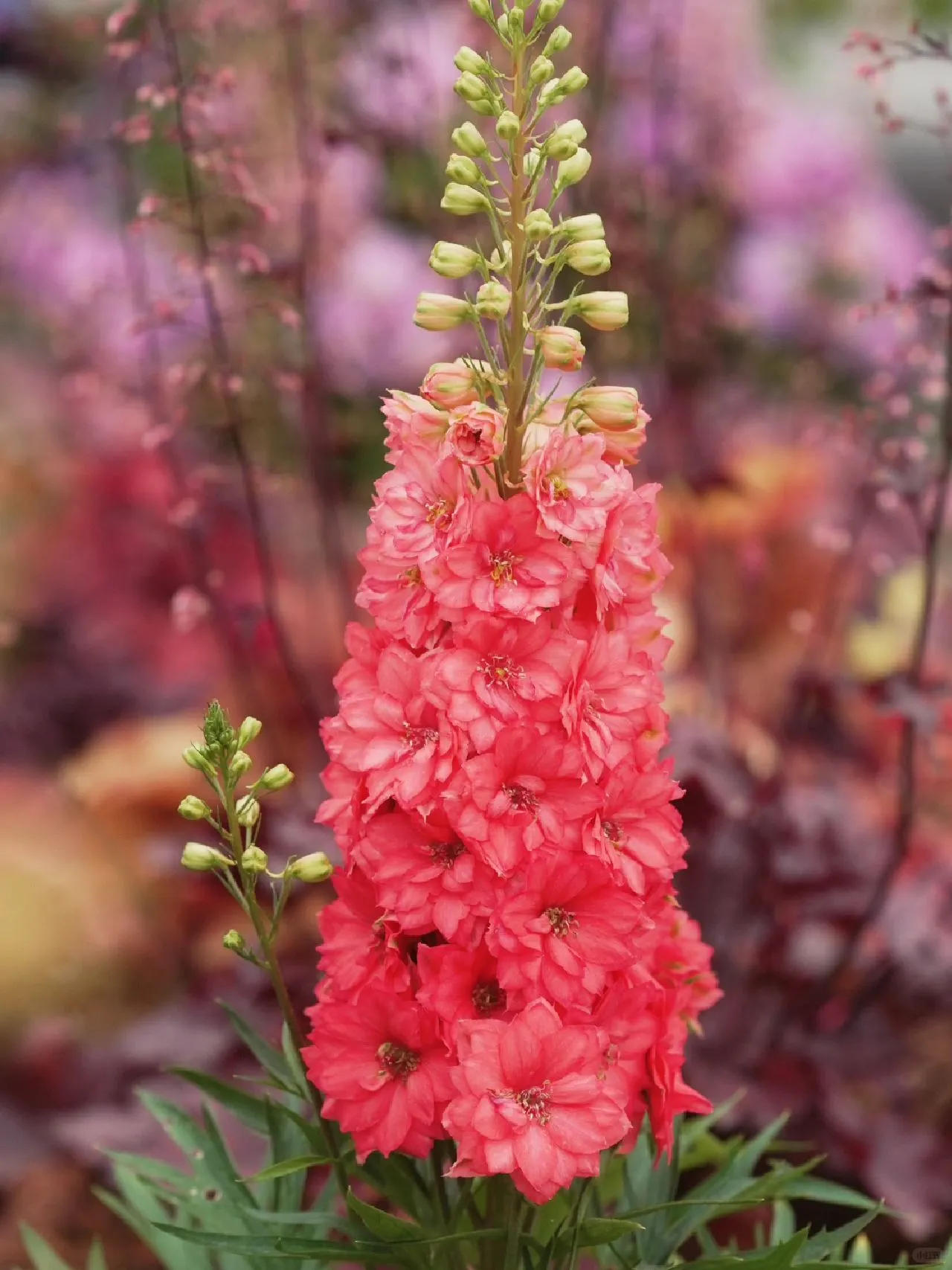 Delphinium Seeds-Mixed 7 Colors