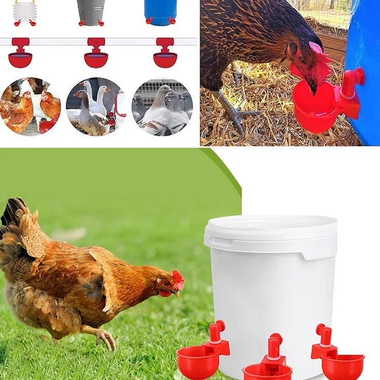 Automatic Poultry Waterer | 168DEAL