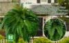 Last Day 49% OFF--UV Resistant Lifelike Artificial Boston Fern