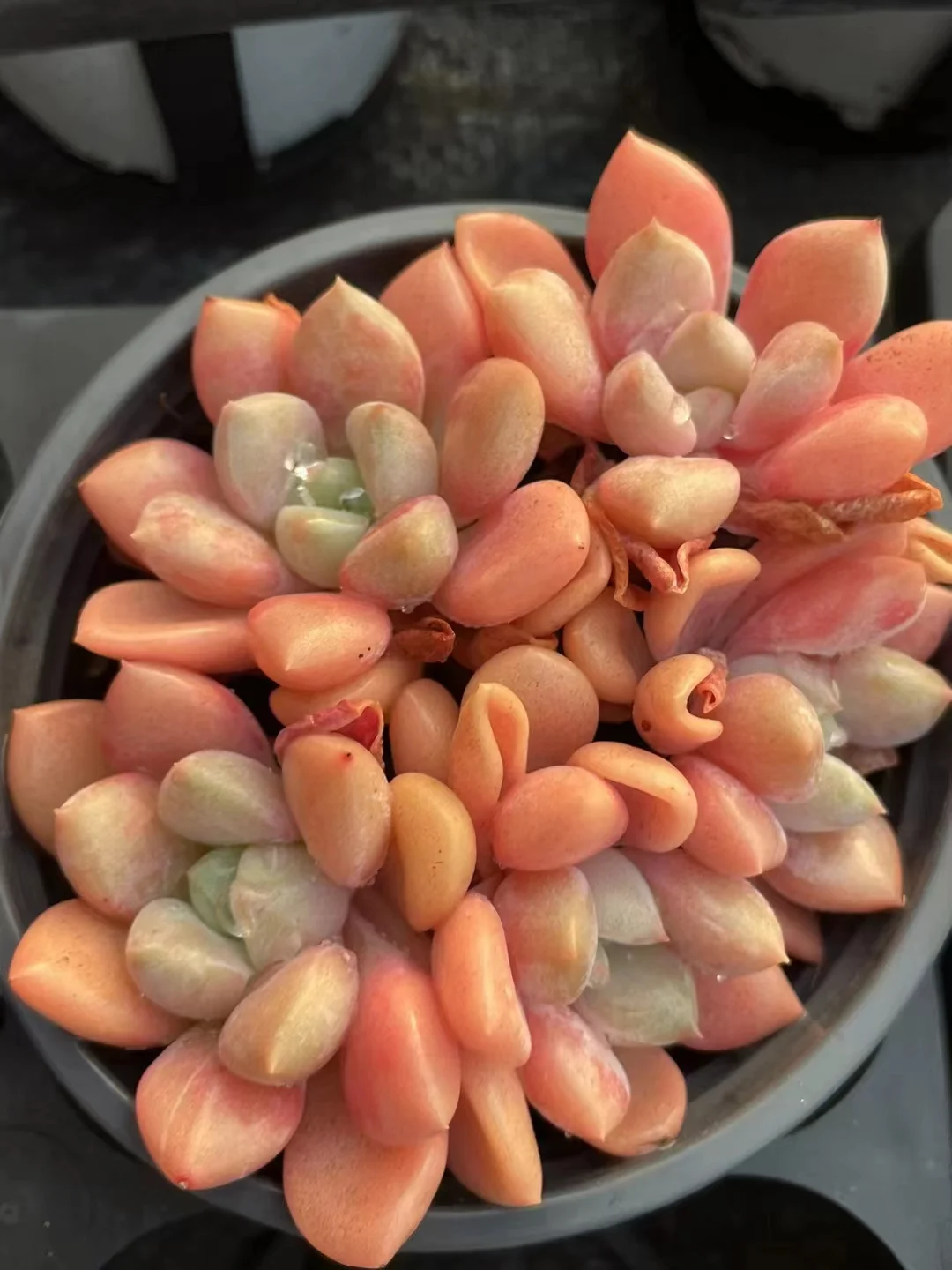 495.Echeveria   Egret . cluster 5-7cm / Echeveria/ Succulent plants / Garden landscape / Carefully select healthy plants