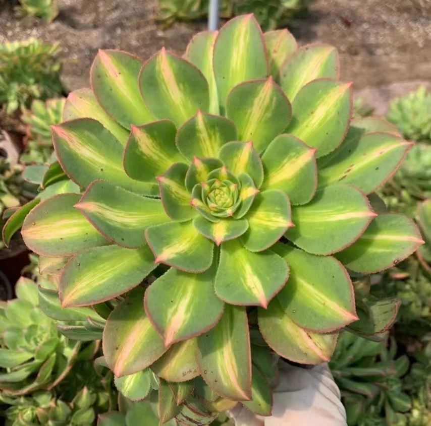 plant Aeonium Echeveria Haworthia  Caudex  Lithops Cactus  Agave 