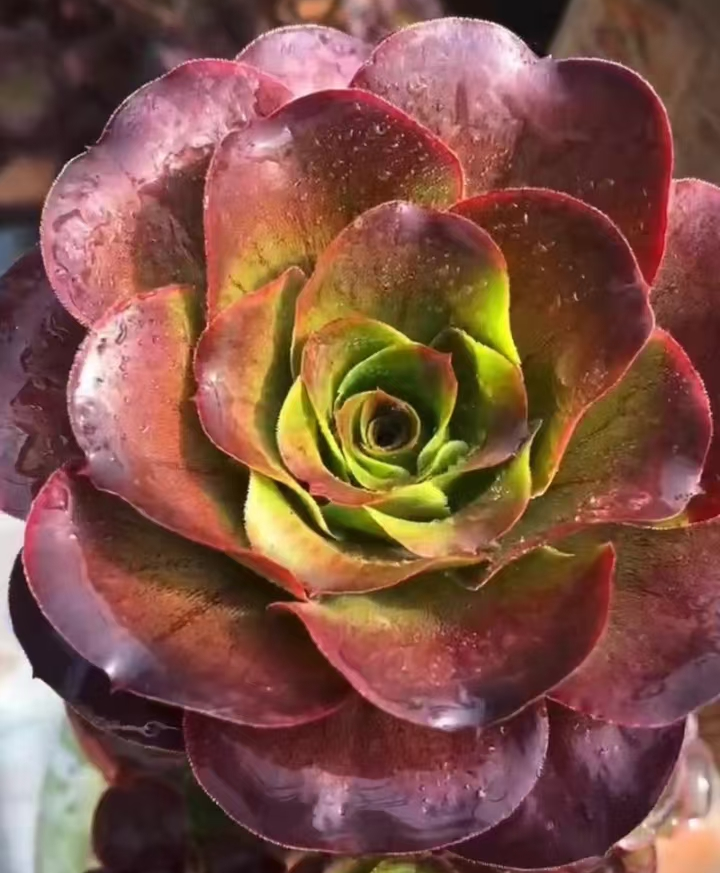 plant Aeonium Echeveria Haworthia  Caudex  Lithops Cactus  Agave 