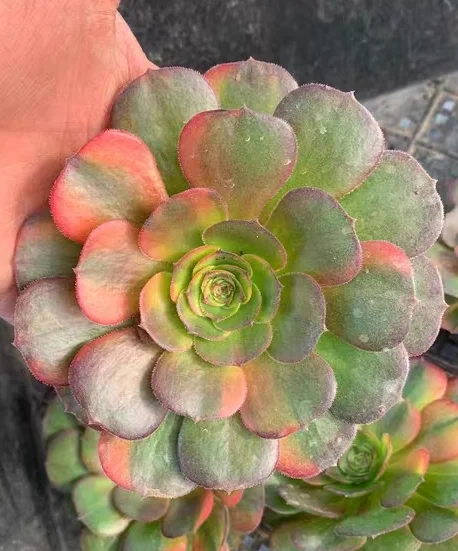 plant Aeonium Echeveria Haworthia  Caudex  Lithops Cactus  Agave 