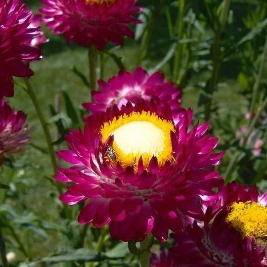 STRAWFLOWER SEEDS - PURPLE RED