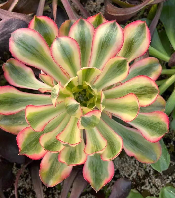 plant Aeonium Echeveria Haworthia  Caudex  Lithops Cactus  Agave 