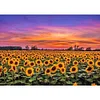 Diamond Painting -5D Full Square Drill Sunflower Field
