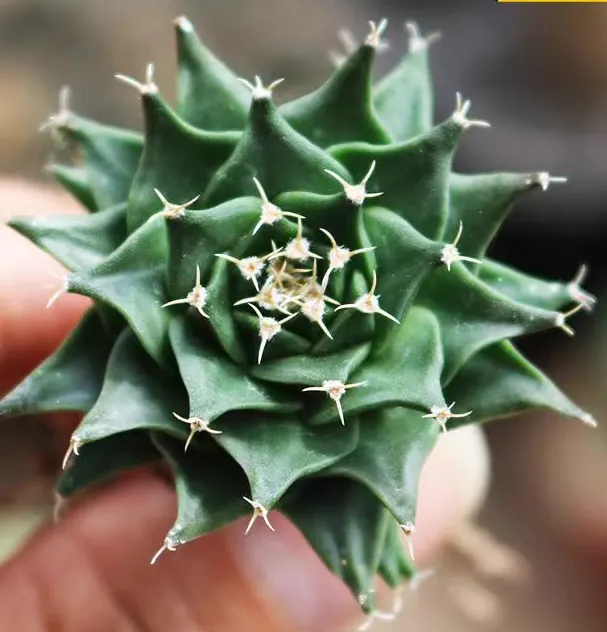 plant Aeonium Echeveria Haworthia  Caudex  Lithops Cactus  Agave 