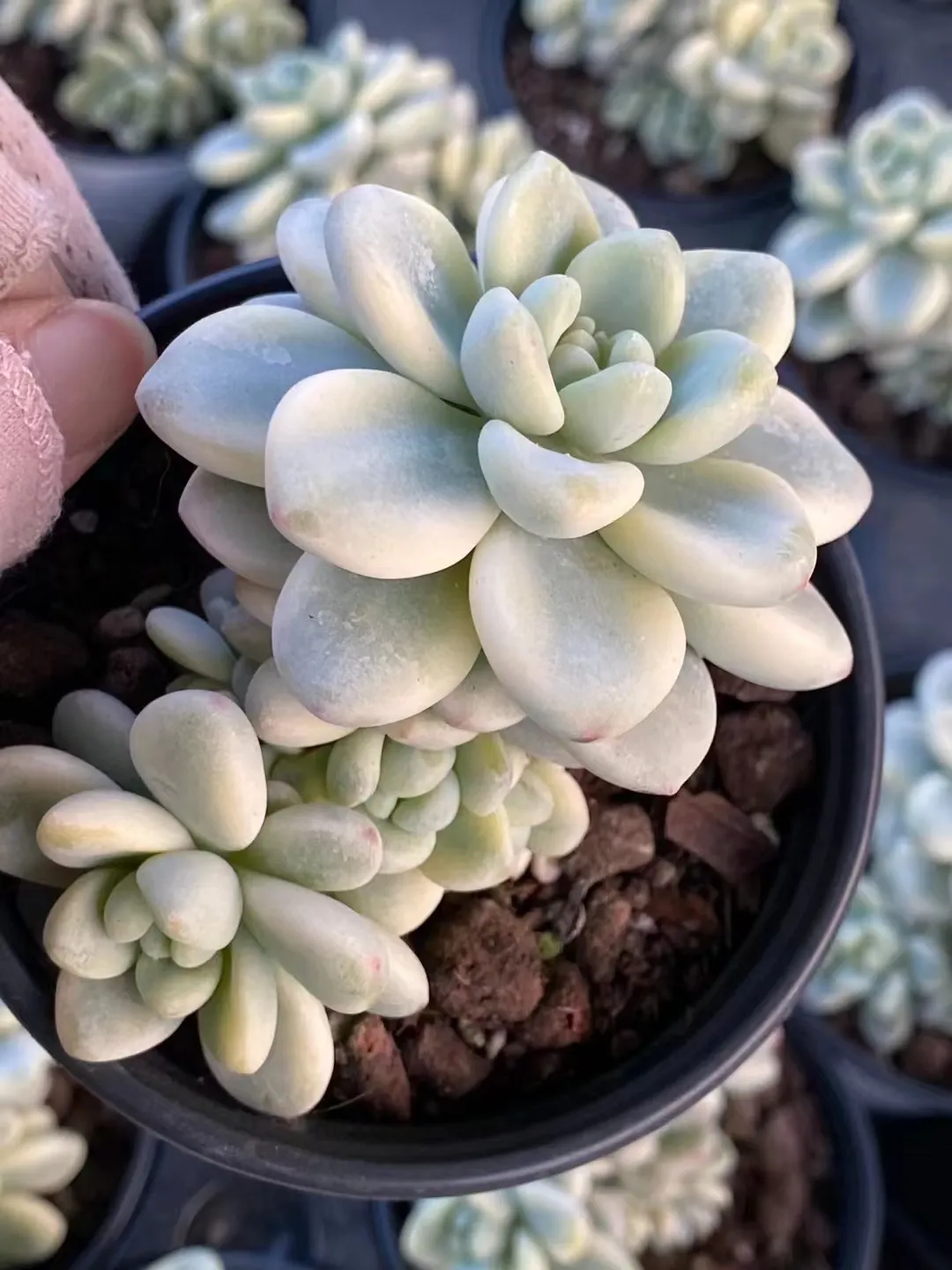 plant Aeonium Echeveria Haworthia  Caudex  Lithops Cactus  Agave 