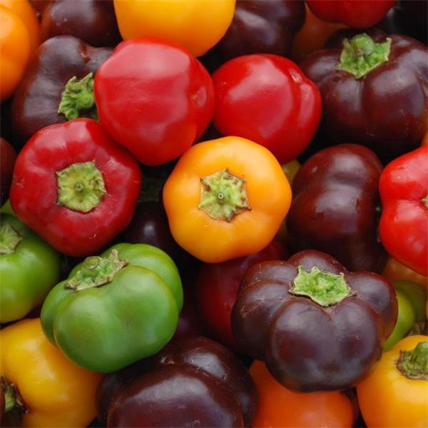 Pepper Mini Bell Chocolate Organic Jonyparkseed®