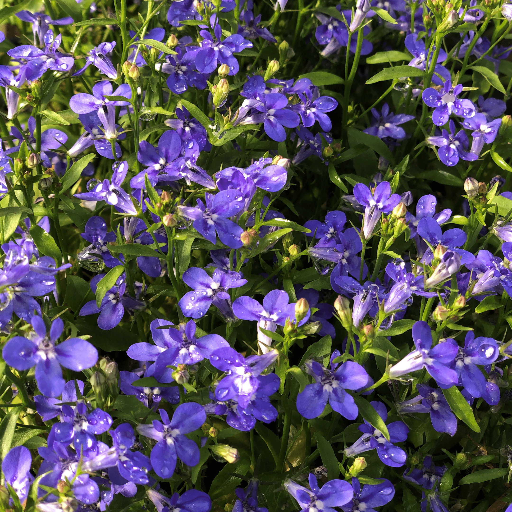 50Pcs Lobelia Flower Seeds Jonyparkseed®